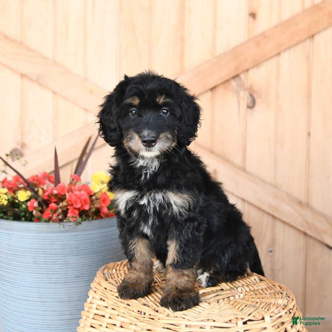 Mini Bernedoodle dogs for sale: Bluebell - Image 2