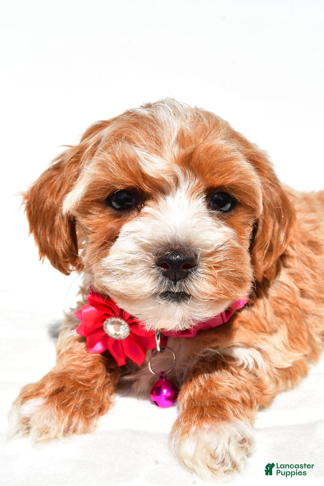 Maltipoo dogs for sale: Dora - Image 6