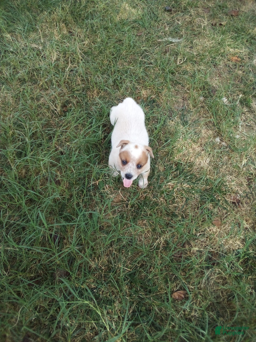 Australian Cattle Dog dogs for sale: Cinnamon - Image 2