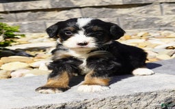 Bernedoodle dogs for sale: Melody - Image 5