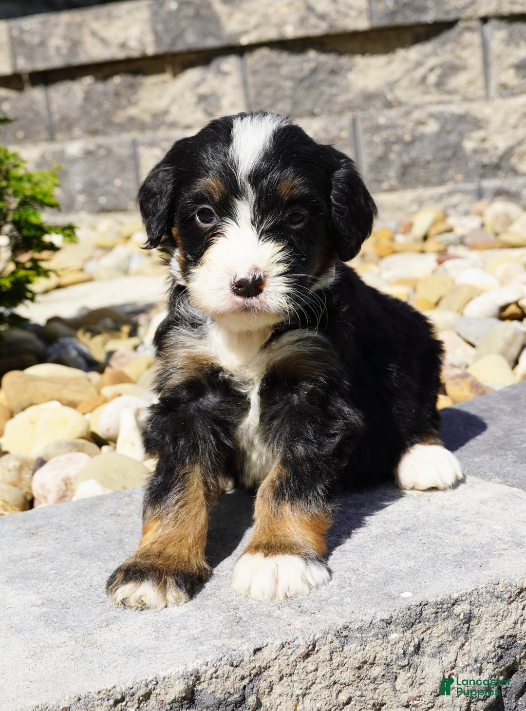Bernedoodle dogs for sale: Melody - Image 5