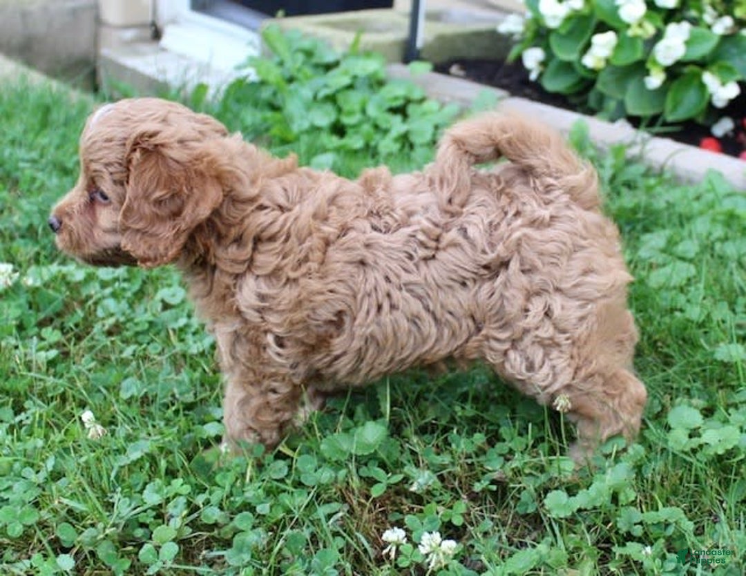 Cavapoo dogs for sale: Olive - Image 3