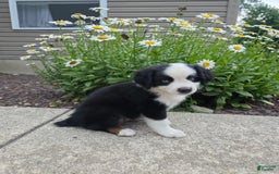 Miniature Australian Shepherd dogs for sale: Coby - Image 2