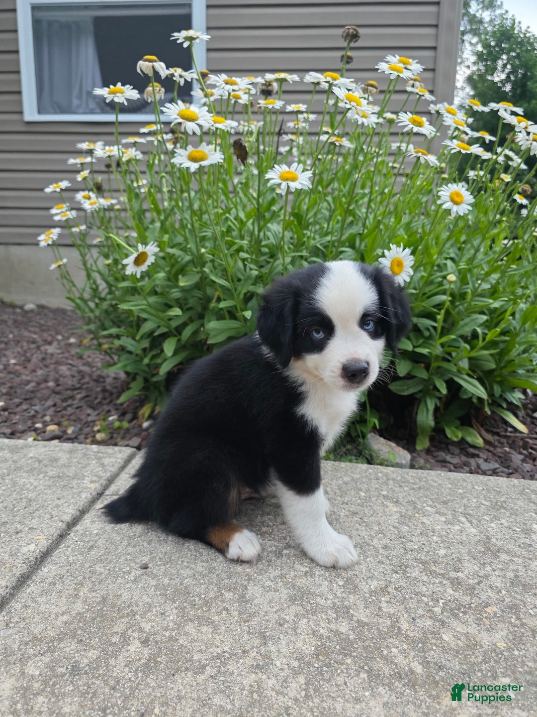 Miniature Australian Shepherd dogs for sale: Coby - Image 2