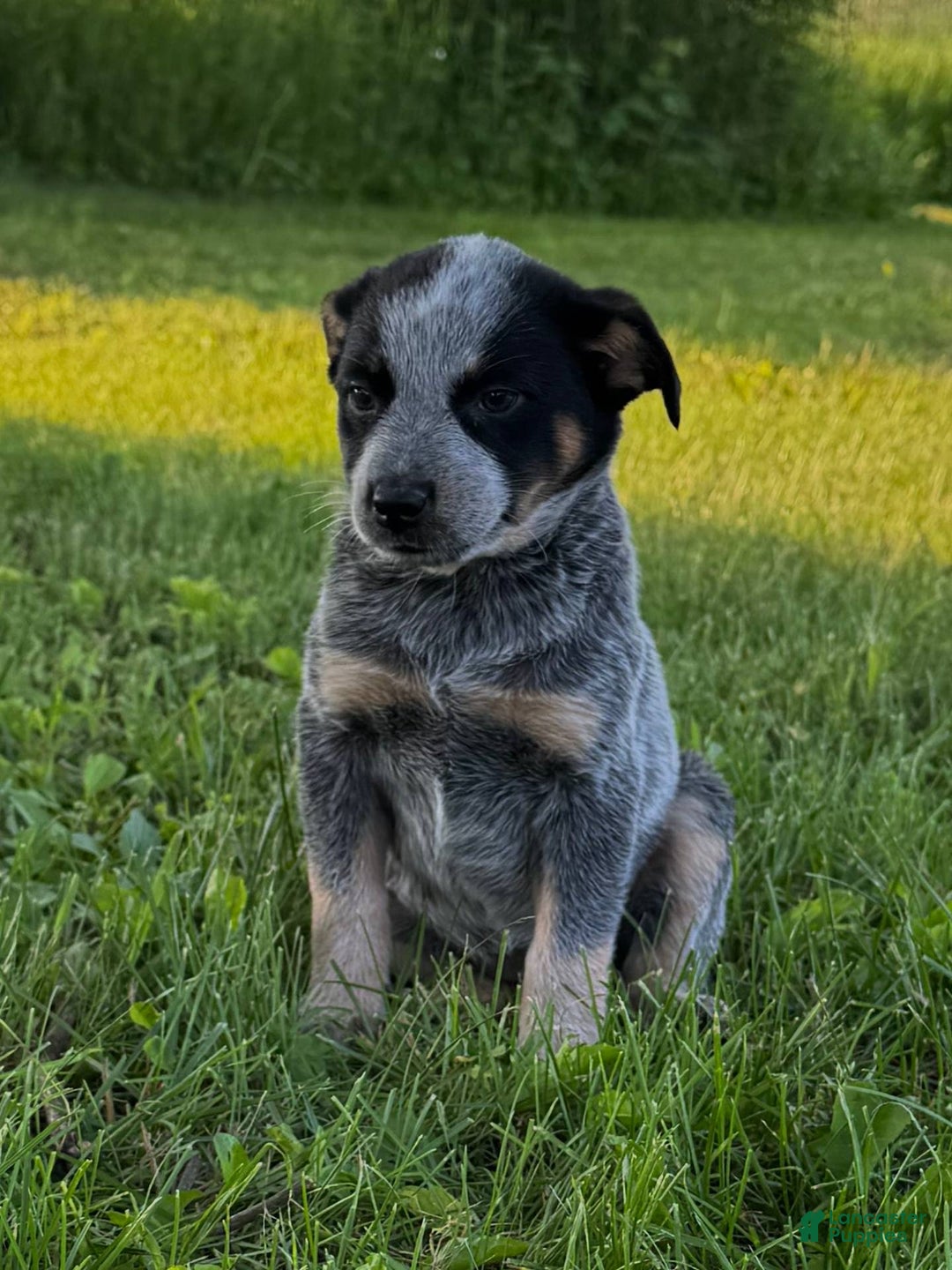 Australian Cattle Dog dogs for sale: Birdie - Image 4