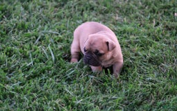 French Bulldog dogs for sale: Sheila - Image 15