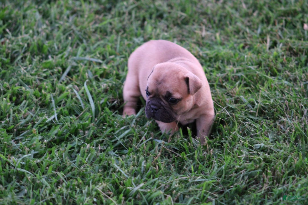 French Bulldog dogs for sale: Sheila - Image 15