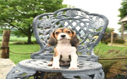 Beagle dogs for sale: Ashley - Image 5