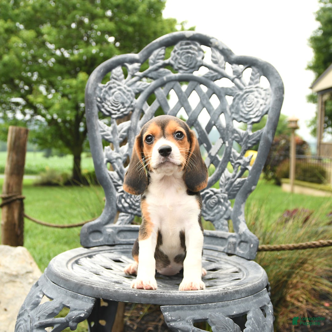 Beagle dogs for sale: Ashley - Image 5