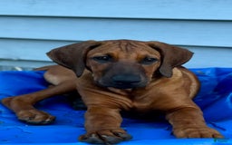 Rhodesian Ridgeback dogs for sale: Black - Image 1