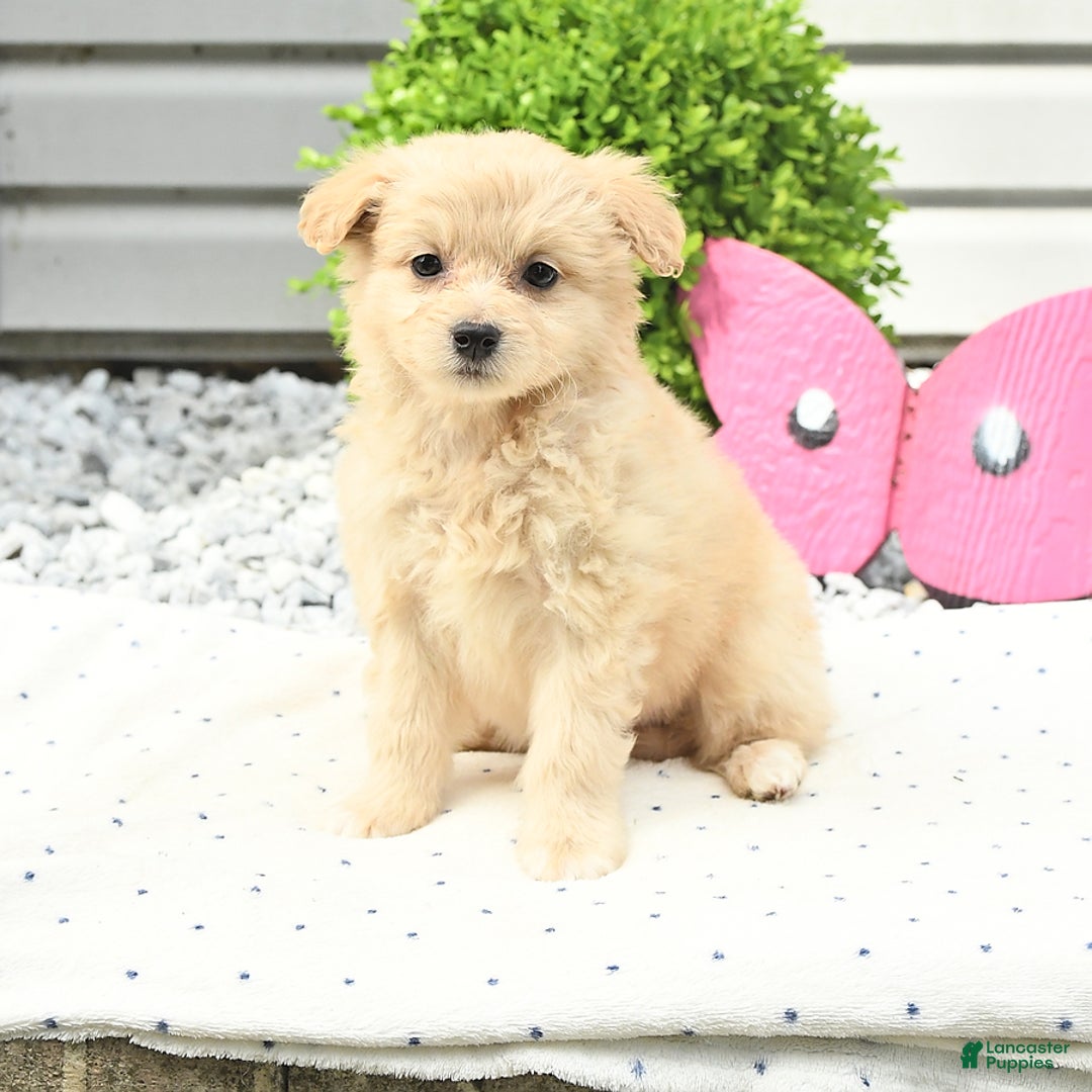 Pomeranian dogs for sale: Pomeranian 9 puppies - Image 23