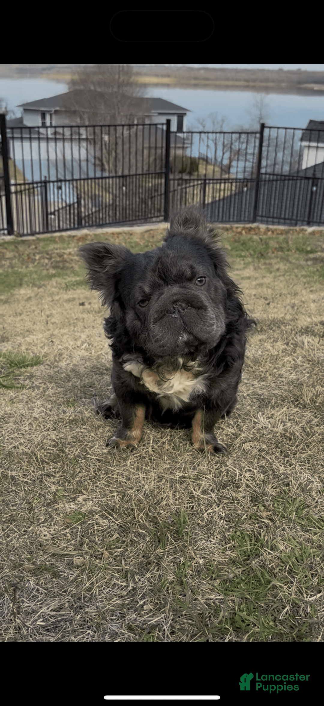 French Bulldog dogs for sale: Blue - Image 10