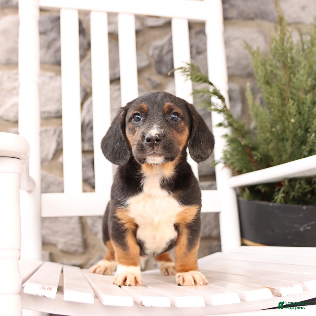 Basset Hound dogs for sale: Bentley - Image 1
