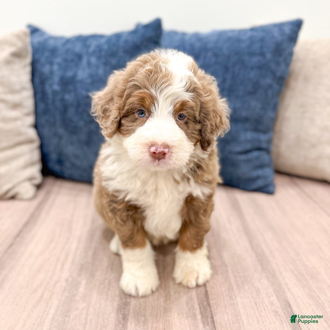 Mini Bernedoodle dogs for sale: Bear - Image 8