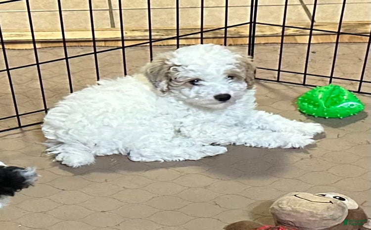 Miniature Poodle dogs for sale - Ad 4