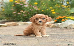 Cavapoo dogs for sale: Avalon - Image 1