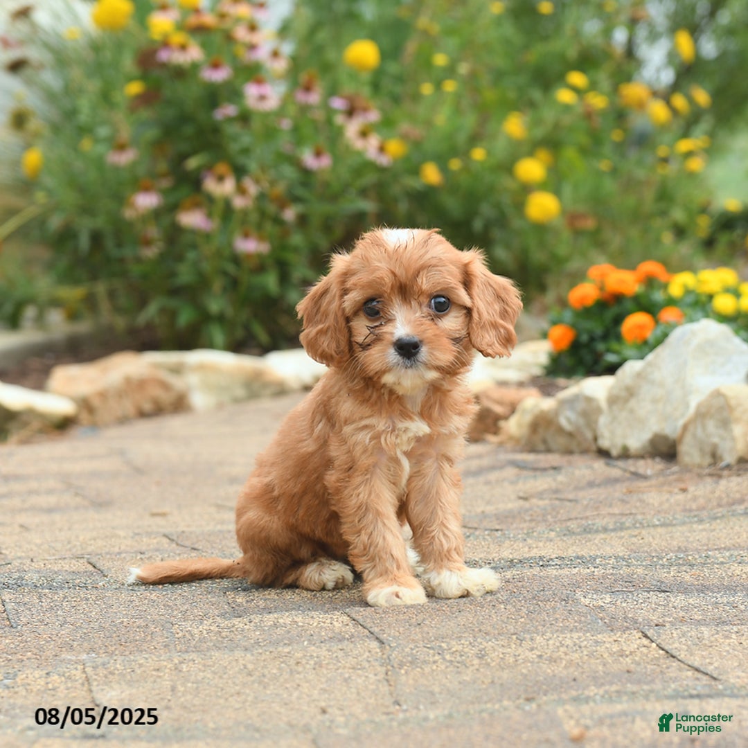 Cavapoo dogs for sale: Avalon - Image 1