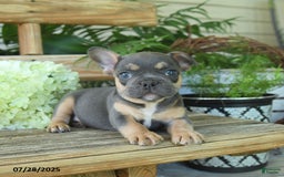 French Bulldog dogs for sale: Tilly - Image 4