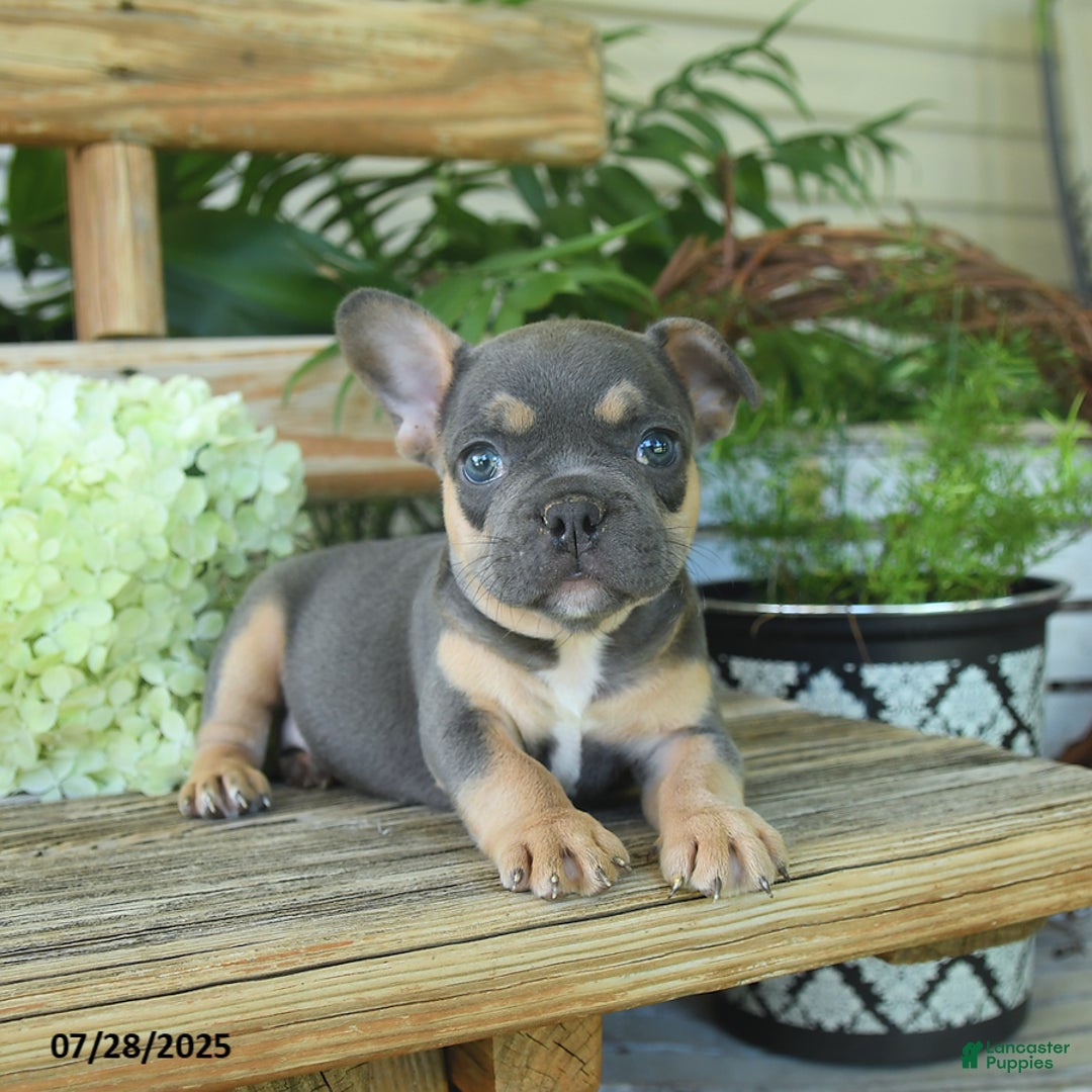 French Bulldog dogs for sale: Tilly - Image 4