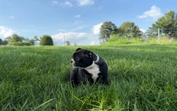 Frenchton dogs for sale: Hunter - Image 3