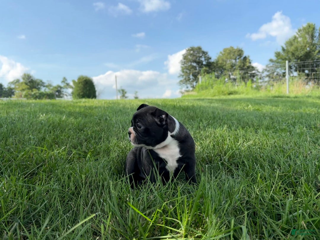 Frenchton dogs for sale: Hunter - Image 3