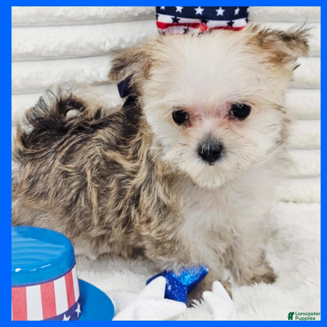 Morkie dogs for sale: Copper - Image 2