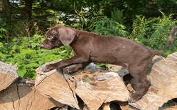 German Shorthaired Pointer dogs for sale: GSP - Image 4