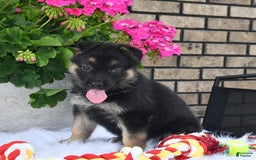German Shepherd dogs for sale: Charity - Image 2