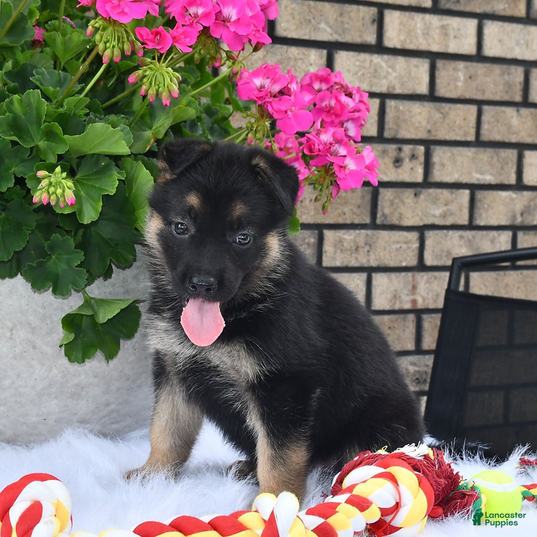 German Shepherd dogs for sale: Charity - Image 2