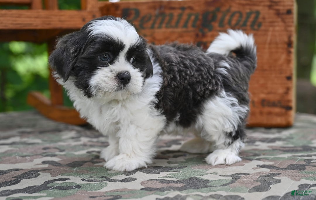 Shih Tzu dogs for sale: Buddy - Image 3