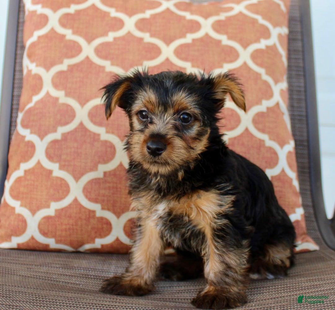Yorkshire Terrier dogs for sale: Gracie - Image 6