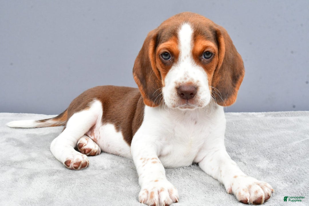Beagle dogs for sale: Tyson - Image 7