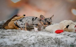 Chihuahua dogs for sale: Camila - Image 3