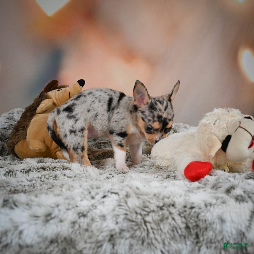 Chihuahua dogs for sale: Camila - Image 3