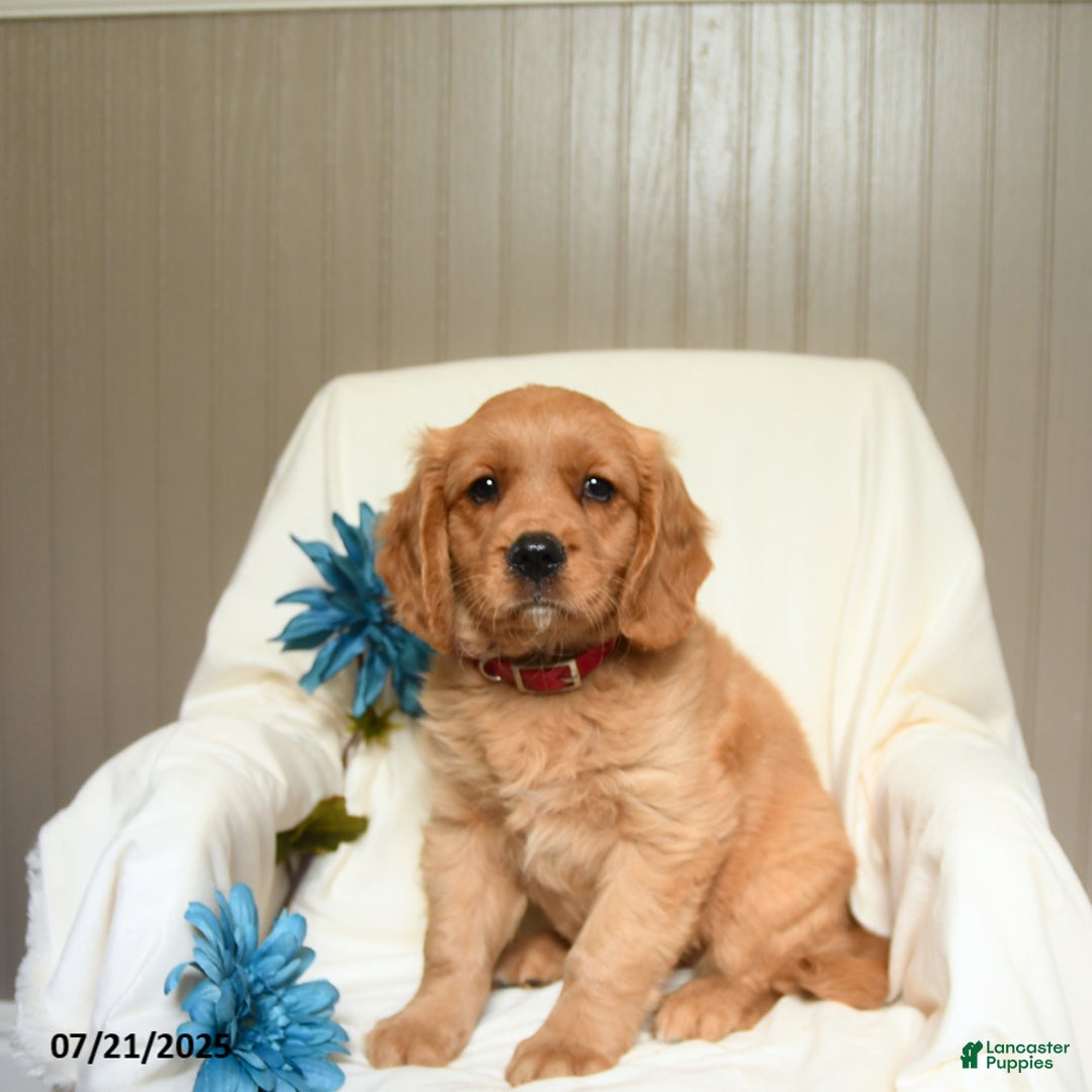 Miniature Golden Retriever dogs for sale: Ronald - Image 3