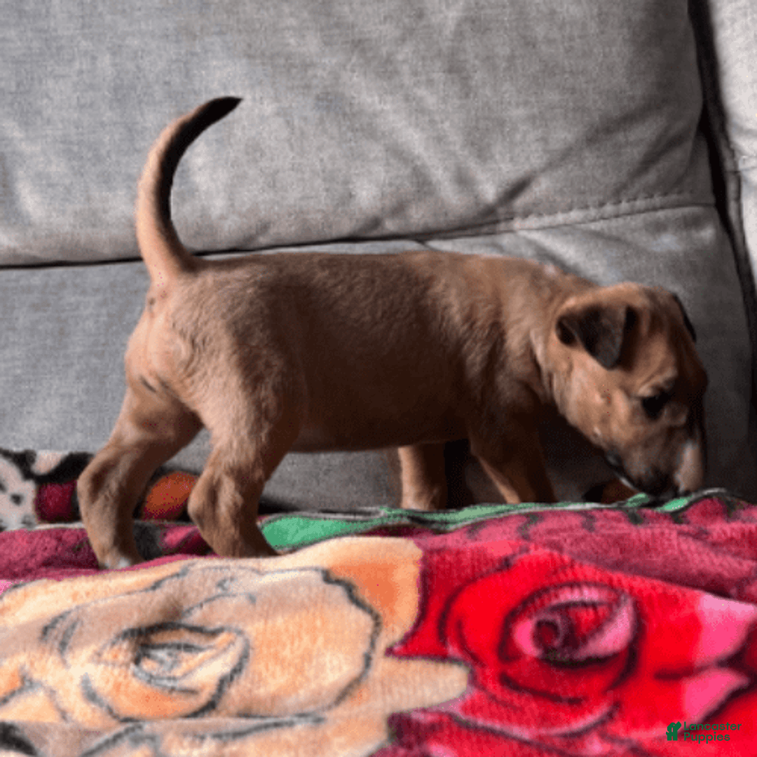 Bull Terrier dogs for sale: Everest - Image 8