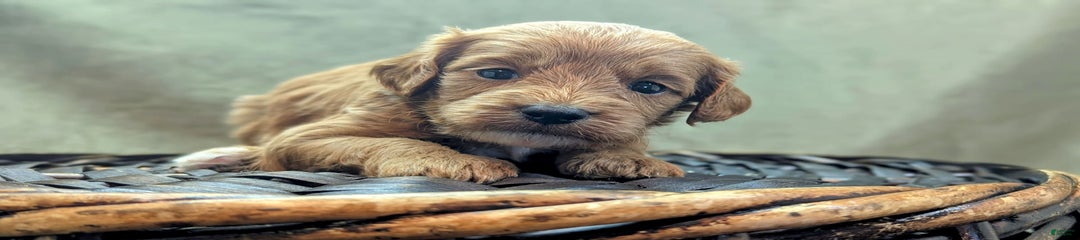 Rex