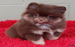 Pomeranian dogs for sale: Jimmy - Image 1
