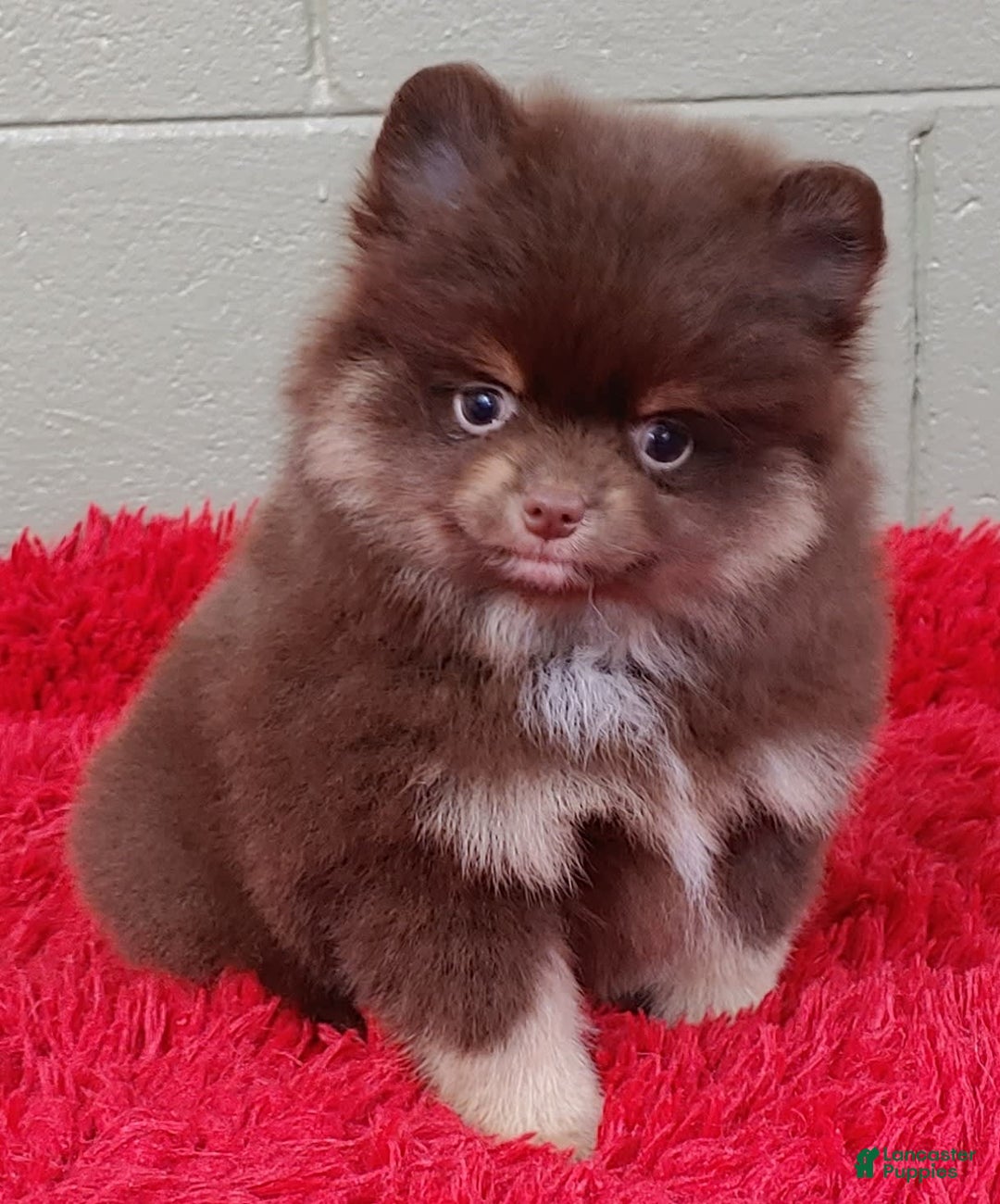 Pomeranian dogs for sale: Jimmy - Image 1