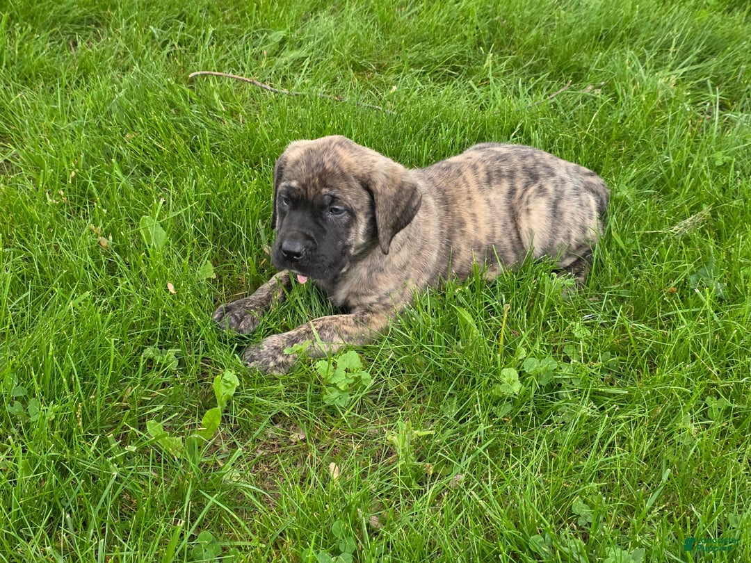 English Mastiff dogs for sale: Zoey - Image 6