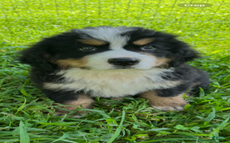 Bernese Mountain Dog dogs for sale: Red Boy - Image 3