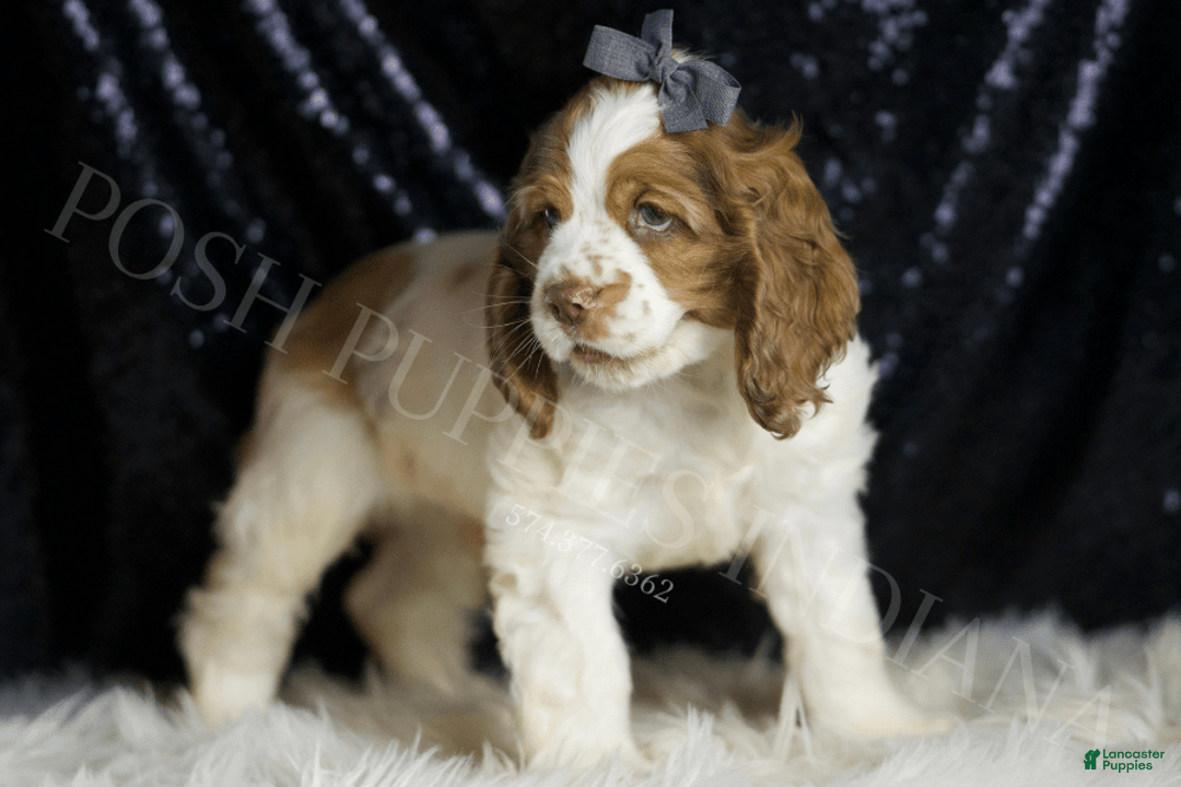 Cocker Spaniel dogs for sale: Fruitloop - Image 3