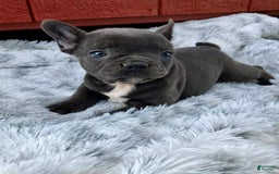 French Bulldog dogs for sale: Lexie - Image 5