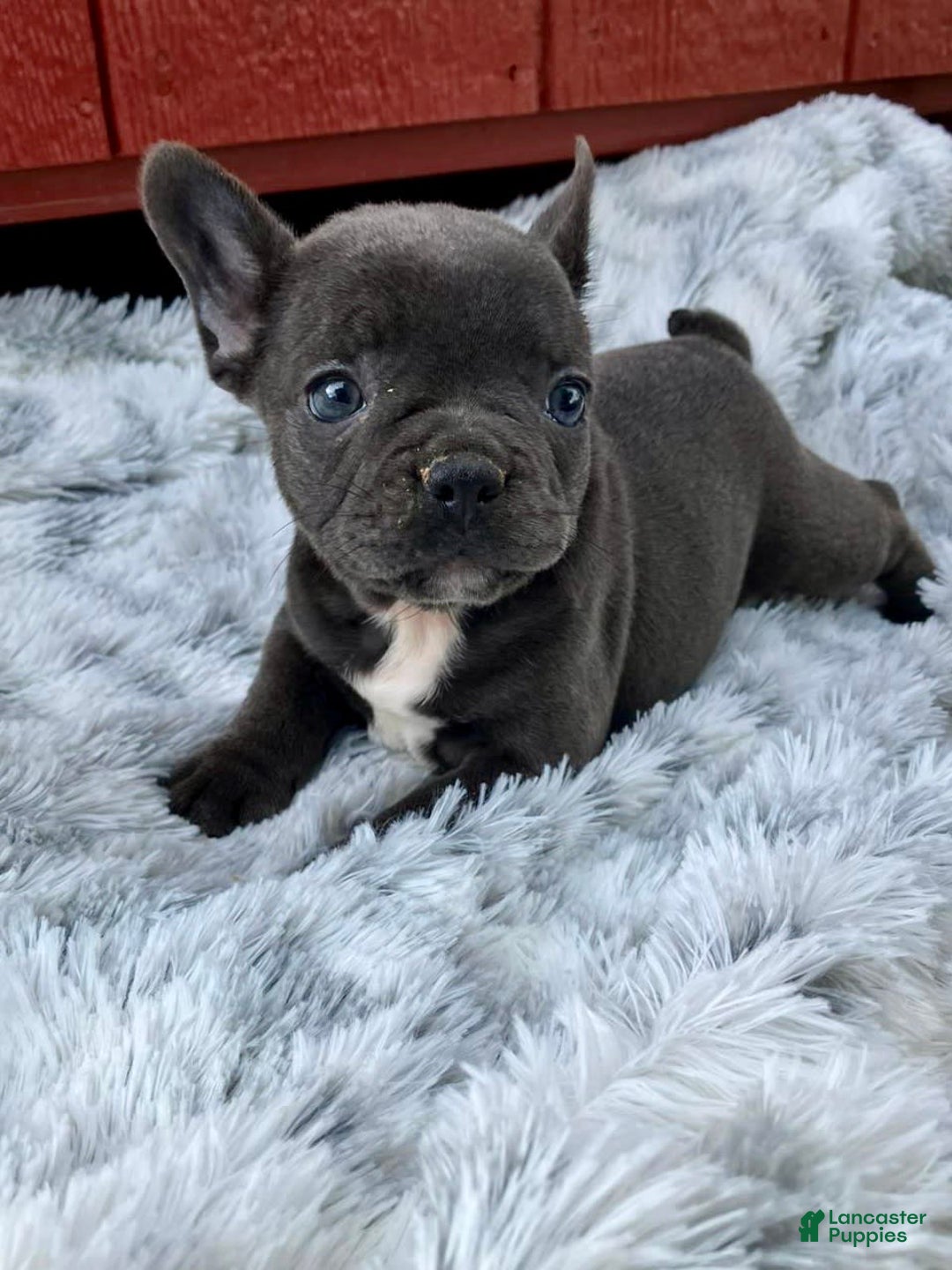 French Bulldog dogs for sale: Lexie - Image 5