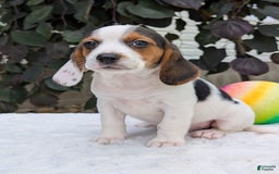 Beagle dogs for sale: Penny - Image 11