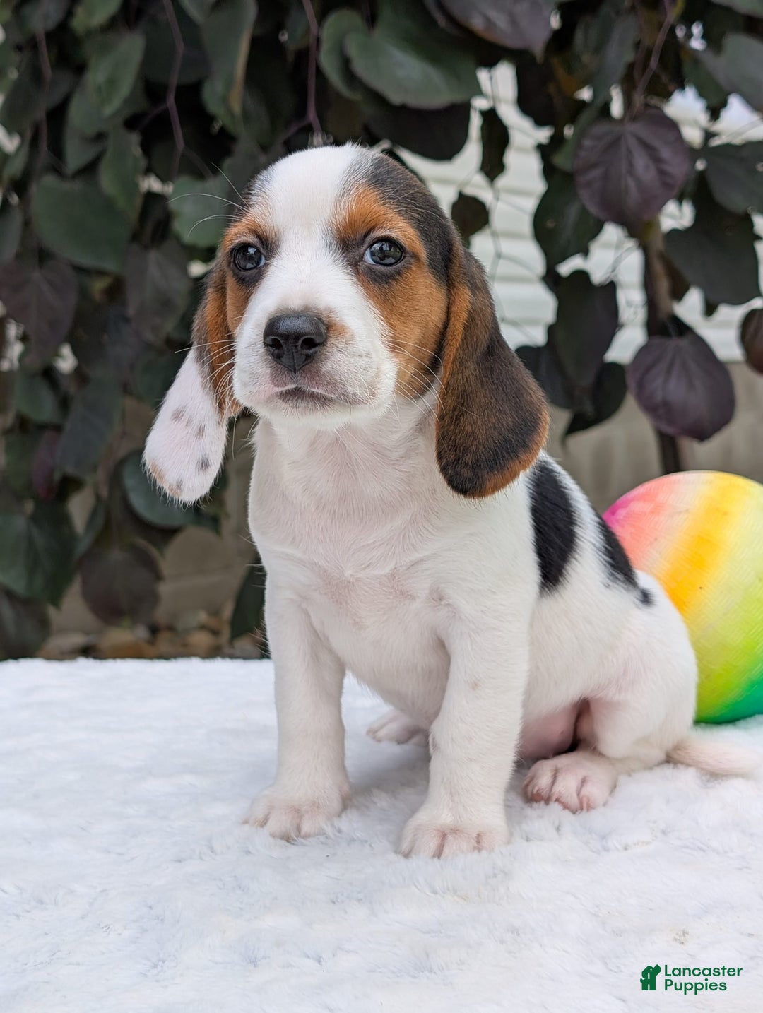 Beagle dogs for sale: Penny - Image 11