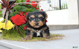 Yorkshire Terrier dogs for sale: Randy - Image 2