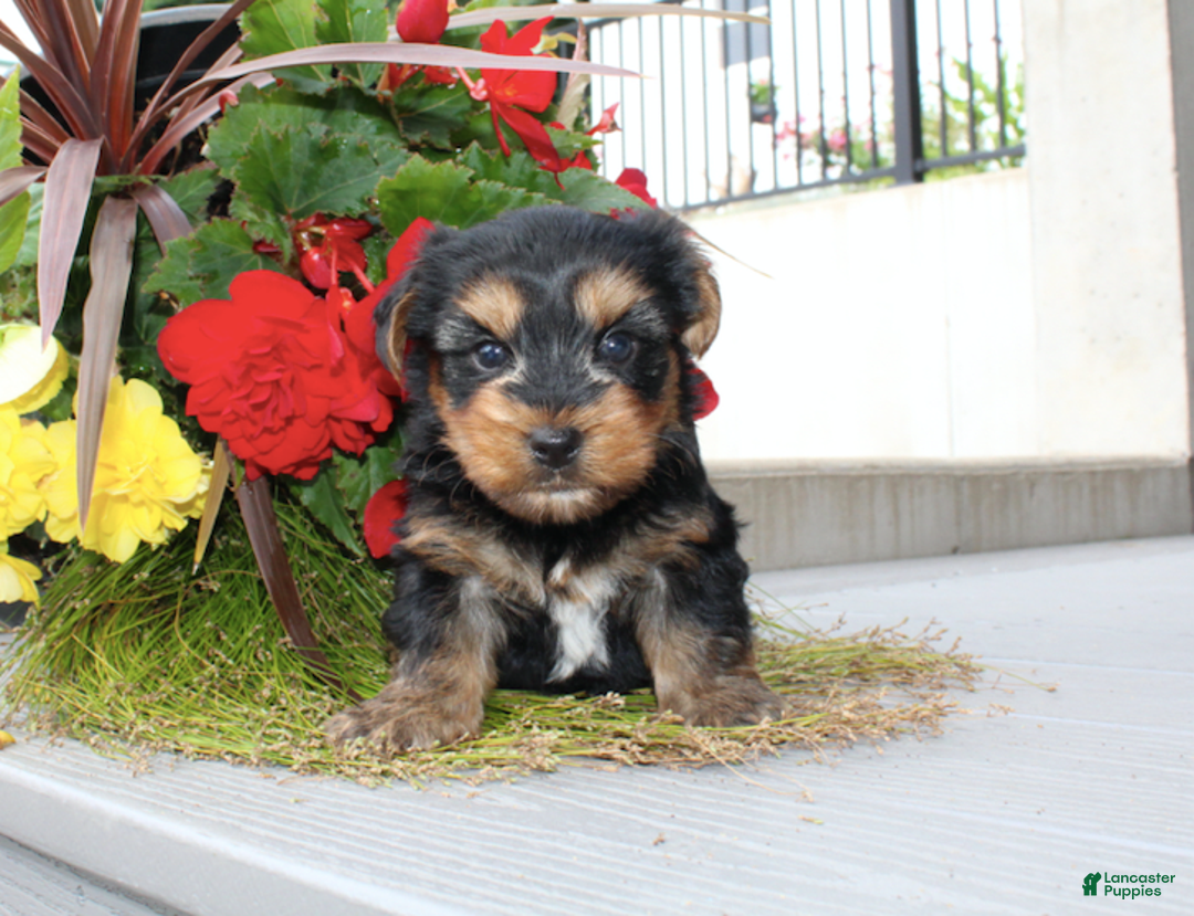 Yorkshire Terrier dogs for sale: Randy - Image 2