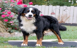 Bernedoodle dogs for sale: Bessie - Image 25