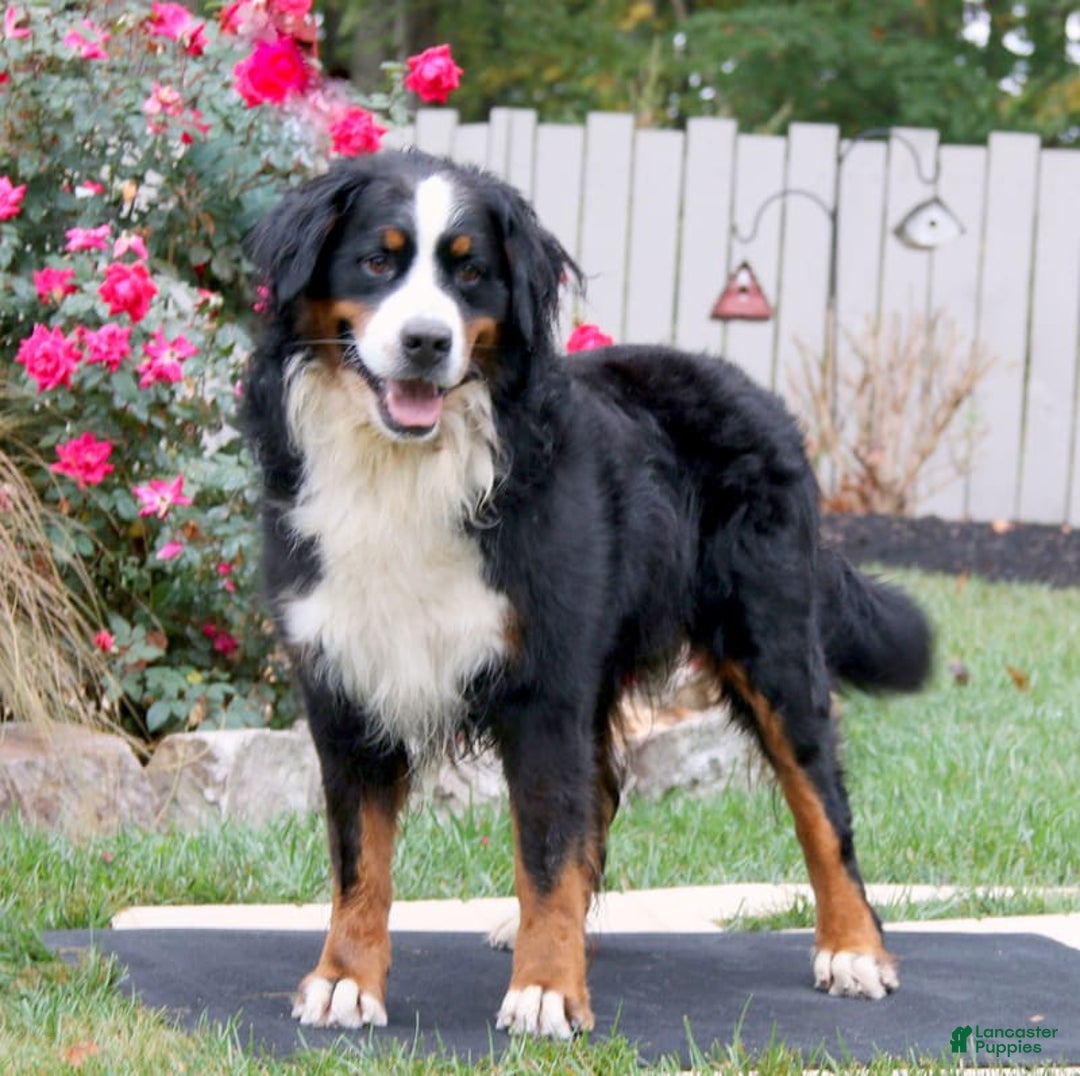Bernedoodle dogs for sale: Bessie - Image 25